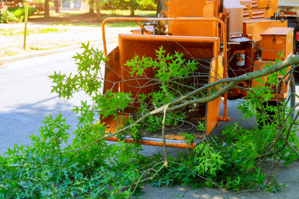 Tree Root Removal in Eudora, AR